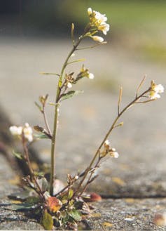 Afbeelding van Arabidopsis thaliana.