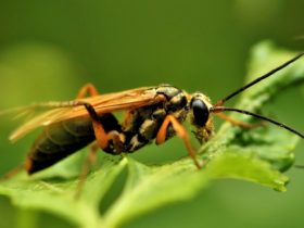 Vijf feiten over de gruwelijke schoonheid van solitaire wespen