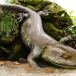 Oude salamander zat 50 jaar verborgen in mysterieuze rots