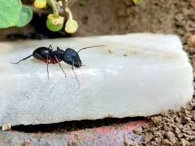 Ter verdediging van de mieren