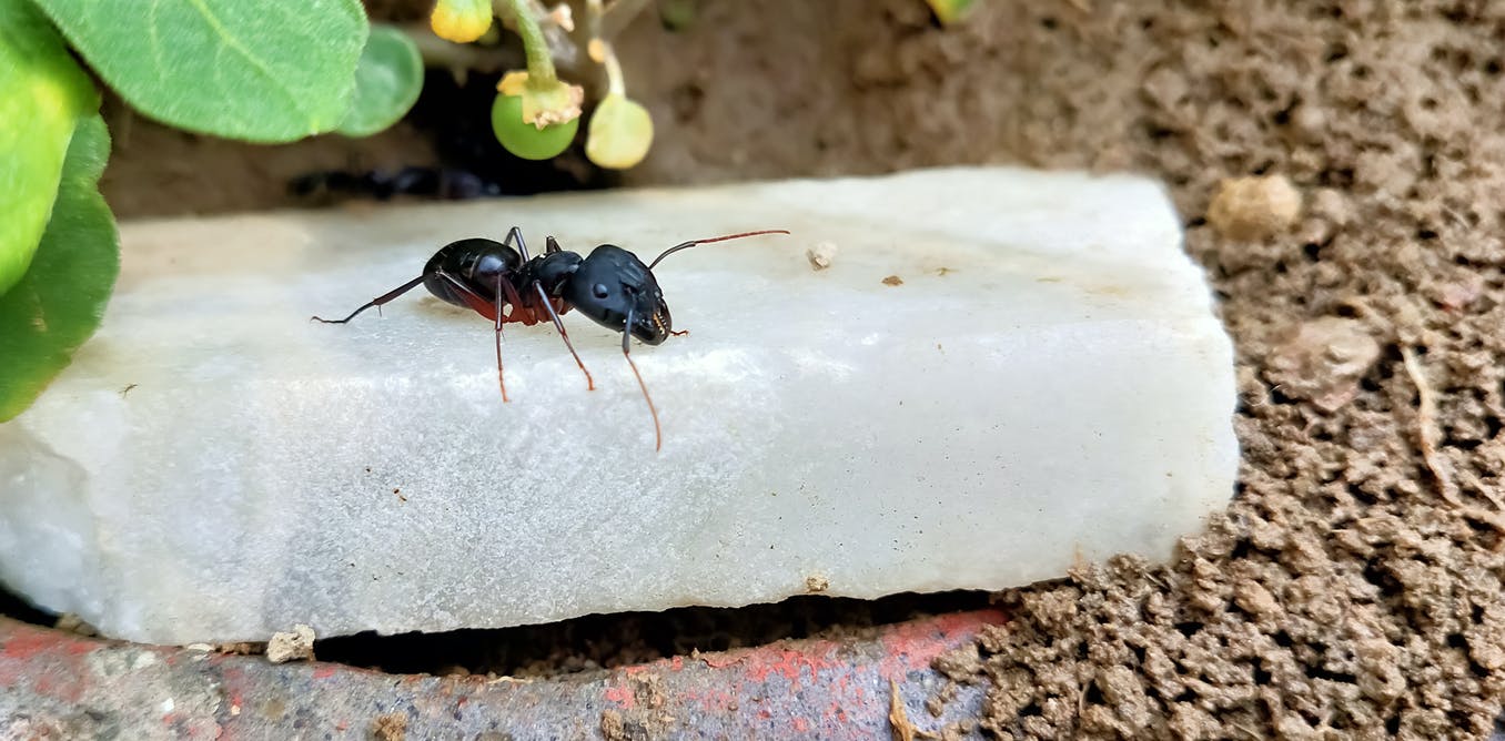 Ter verdediging van de mieren