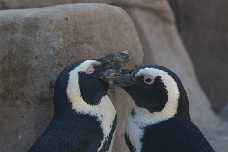 1659397469 458 Pinguins passen hun stem aan om te klinken als hun.0&q=45&auto=format&w=754&fit=clip