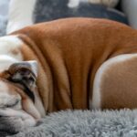 De gezondheid van Britse bulldogs is niets om trots op