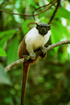Kleine aap met lange staart zit in een boom