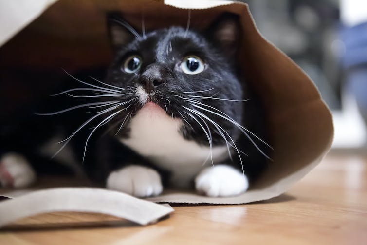 Zwart-witte kat verstopt in een papieren zak