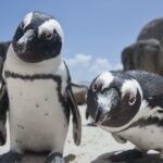 Pinguins passen hun stem aan om te klinken als hun