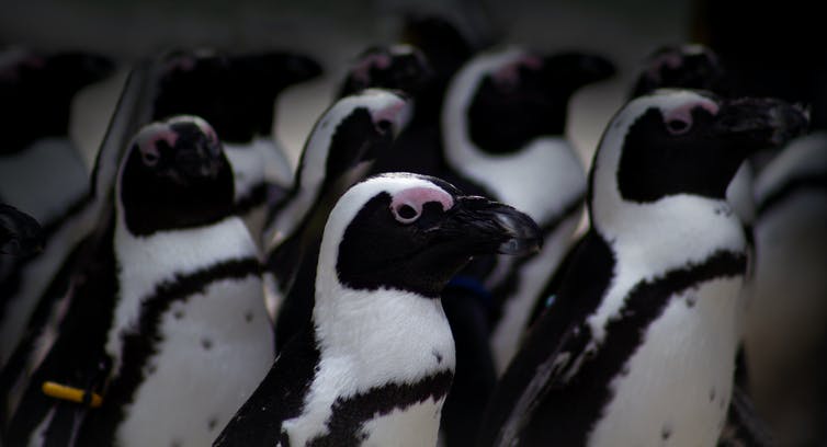 Pinguins passen hun stem aan om te klinken als hun.0&q=45&auto=format&w=754&fit=clip