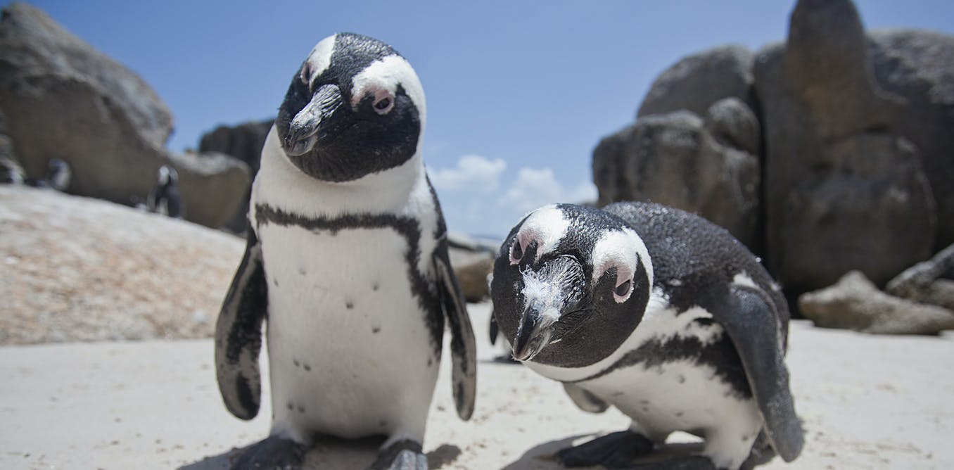 Pinguins passen hun stem aan om te klinken als hun