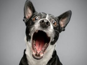Geliefde hondenrassen bijten net zo vaak als verboden rassen
