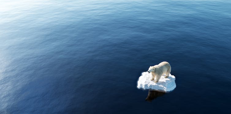 beeld van een ijsbeer op een ijsschots.