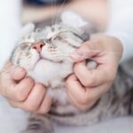 Vier manieren om te weten of je kat van je