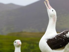 Waarom zwervende albatrossen scheiden nieuw onderzoek