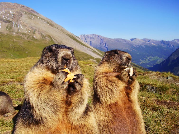 Twee marmotten eten