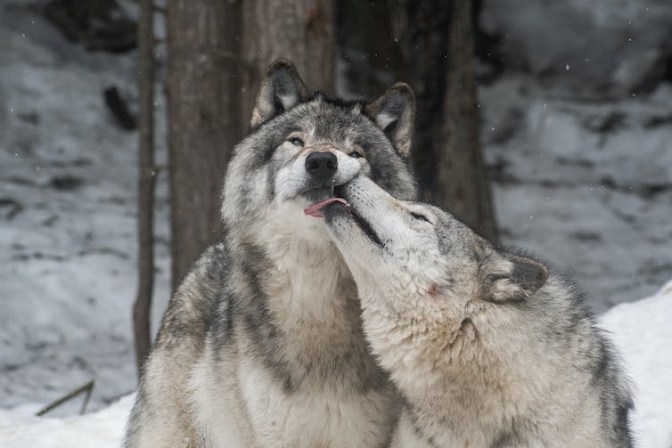 Landschapsfoto van twee grijze wolven spelend in een besneeuwd bos. Een van hen likt het gezicht van de ander.