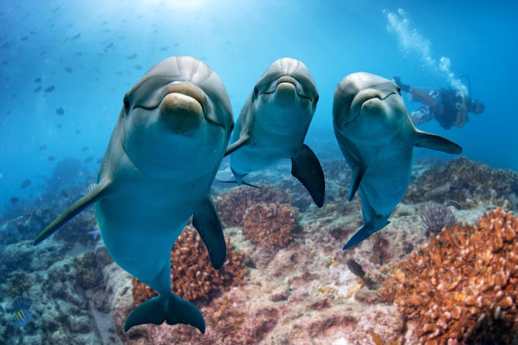Drie dolfijnen kijken naar de camera