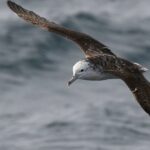 Hoe we de opmerkelijke vlucht van een kleine zeevogelsoort tijdens