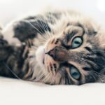 Waarom u uw kat moet trainen en hoe u