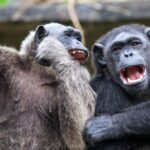 Wilde chimpansees en gorillas kunnen lange vriendschapsbanden vormen die tientallen