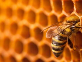 De levensduur van honingbijen kan de helft zijn van die