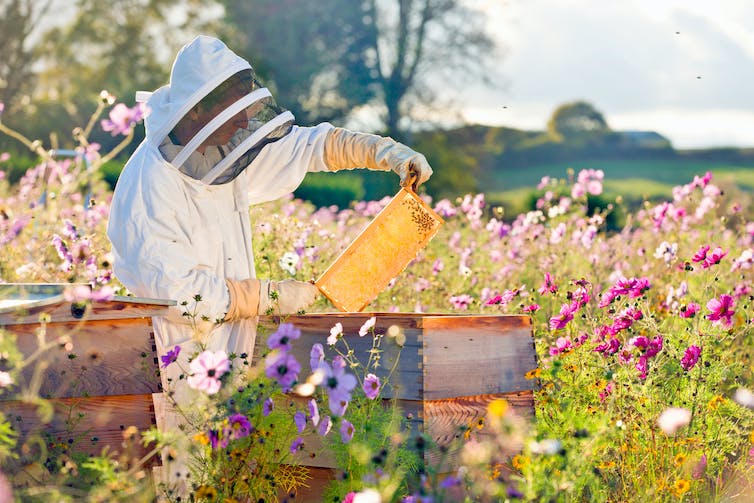 Imker controleert honing op het bijenkorfraam in het veld vol bloemen