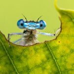 Insecten kunnen pijn voelen aldus steeds meer bewijs wat