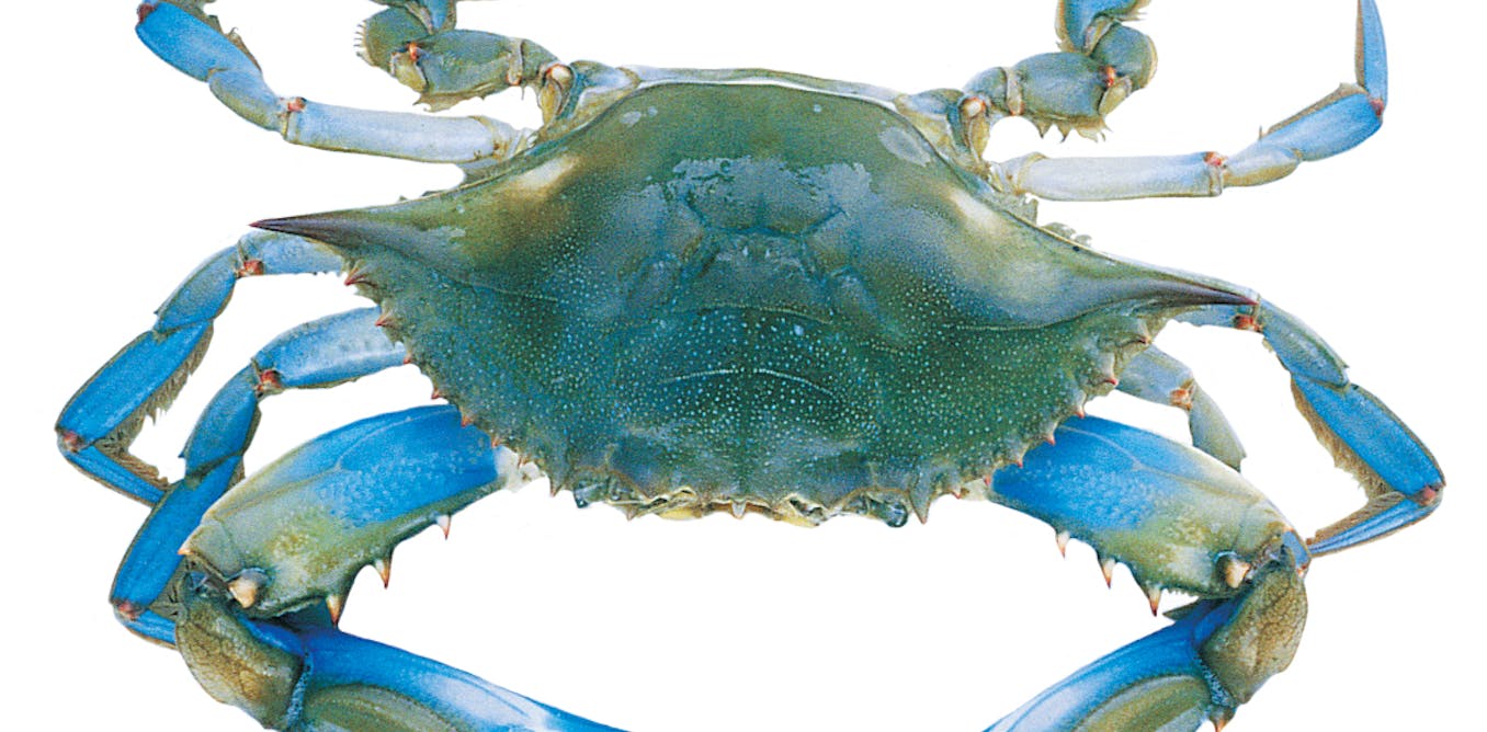 Krabben zijn vijf verschillende keren geevolueerd waarom blijven dezelfde