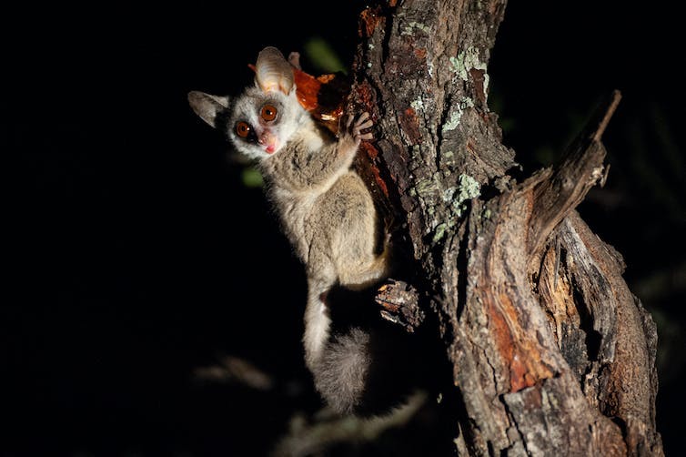 Een kleine bosbaby voedt zich met boomhars tijdens een nachtelijke safari in Zuid-Afrika.