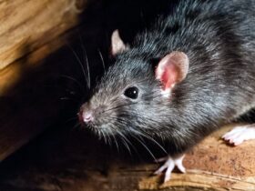 De Zwarte Dood werd misschien toch niet door ratten verspreid