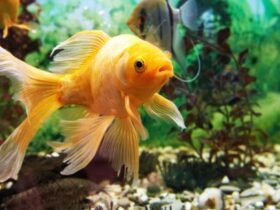 Zijn de vissen in uw aquarium gelukkig Vijf dingen om