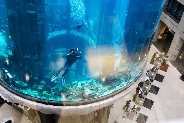 Een duiker maakt een foto vanuit een groot, cilindervormig aquarium.