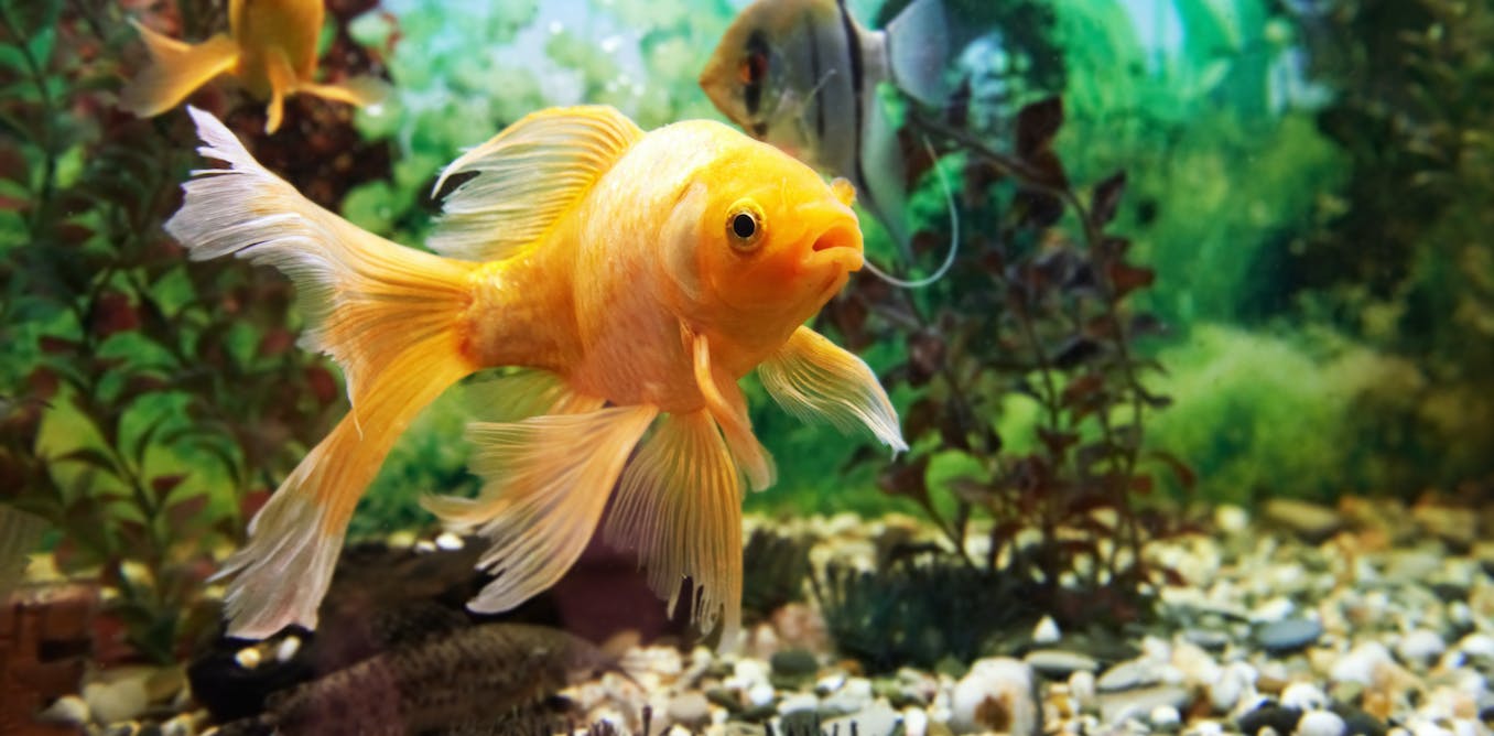 Zijn de vissen in uw aquarium gelukkig Vijf dingen om