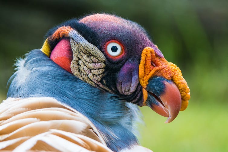 Close-up portret van een koningsgier met felgekleurde huid en veren