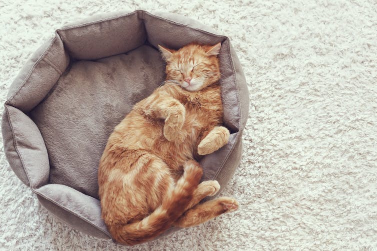 Ginger kat slaapt in kattenbed