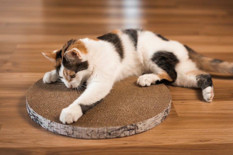 Een driekleurige kat ligt op de grond en scherpt zijn klauwen aan een kartonnen krabpaal
