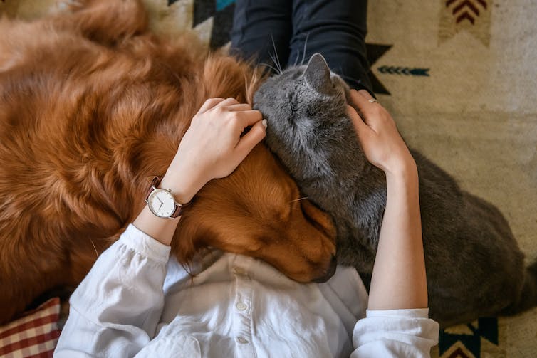 Hond en kat knuffelen op de schoot van de eigenaar