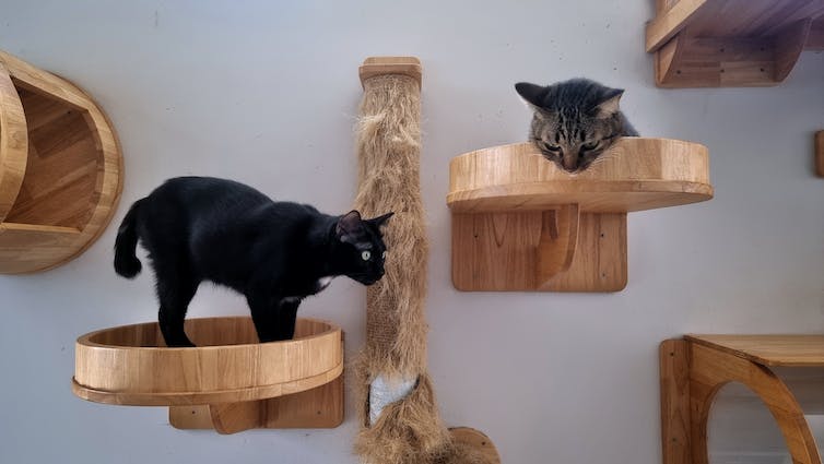 twee jonge katten liggend op moderne katten klimmuren