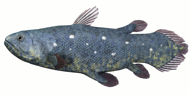 Coelacanth vis op witte achtergrond