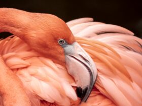 Hoe we ontdekten dat flamingos kliekjes vormen net als mensen