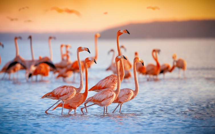 roze flamingo's tijdens een schitterende zonsondergang