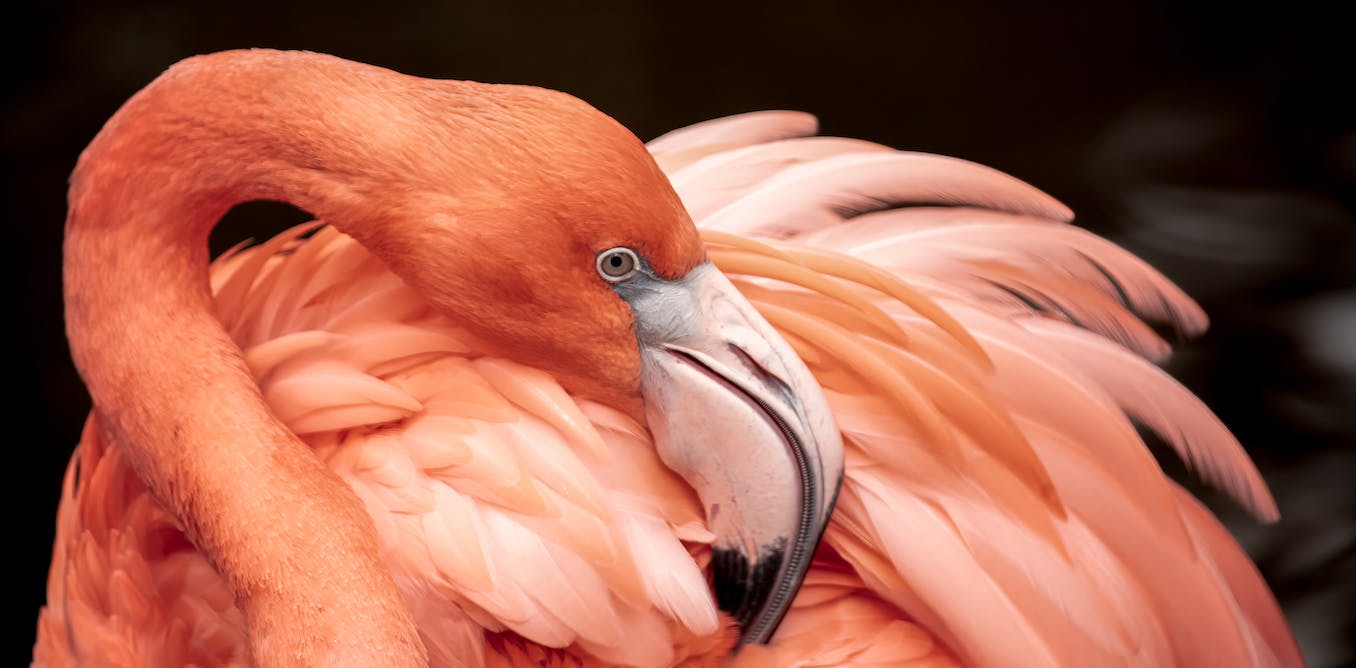 Hoe we ontdekten dat flamingos kliekjes vormen net als mensen