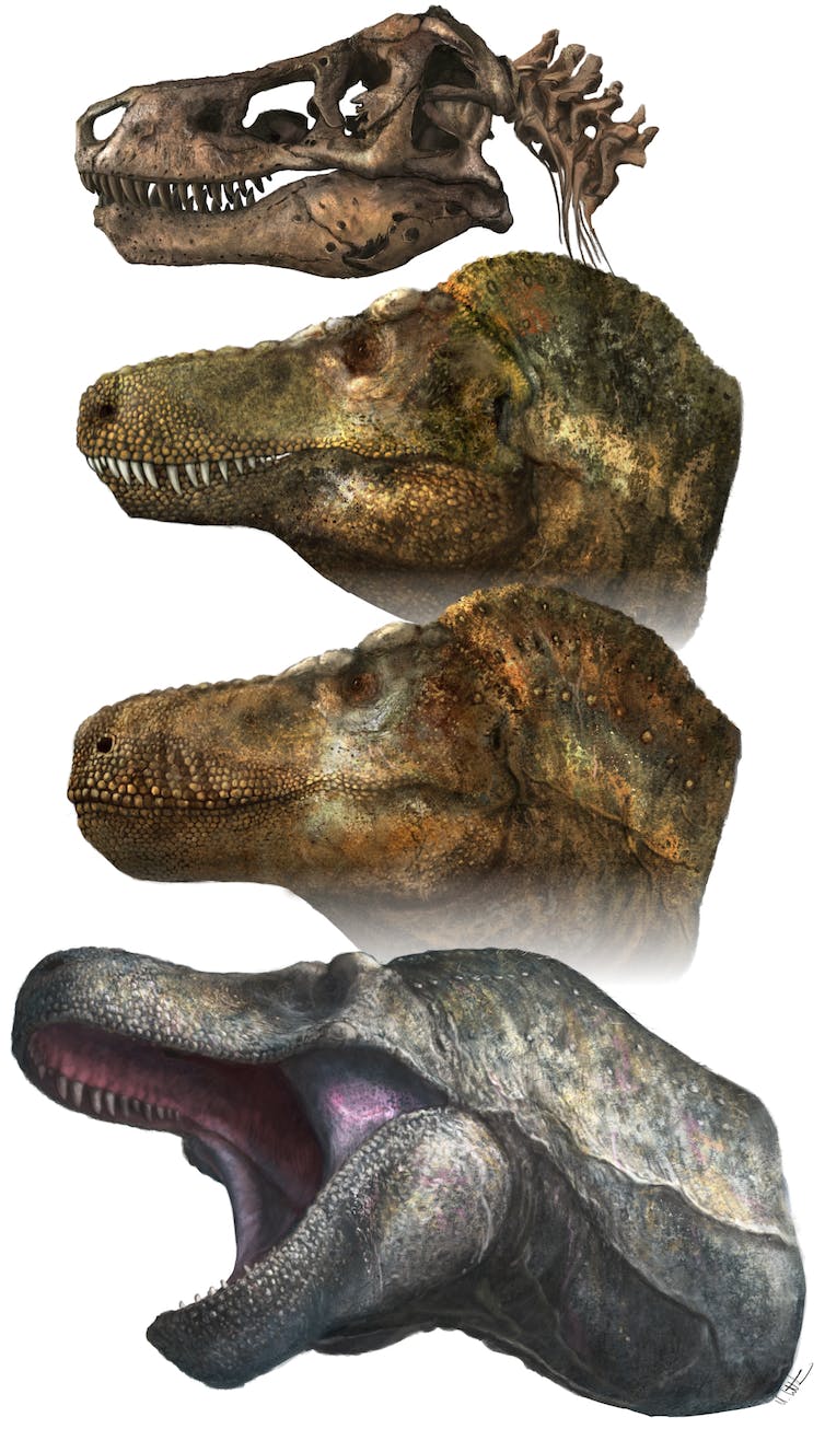 Reeks Tyrannosaurus portretten: een schedel, een groen liploos gezicht, een bruin liploos gezicht, en een grijsgroen gezicht met open bek gedeeltelijk met tandvlees bedekte tanden.