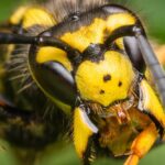 Wat het ingewikkelde sociale leven van wespen ons kan leren