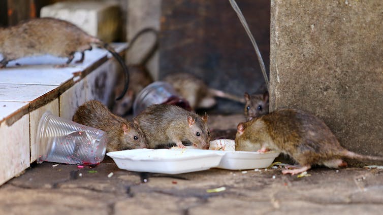 Ratten die afval op straat eten.