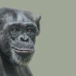 Bonobos en chimpansees Wat onze naaste verwanten ons vertellen over