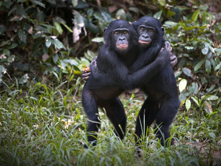 Twee bonobo chimpansees knuffelen in de wildernis