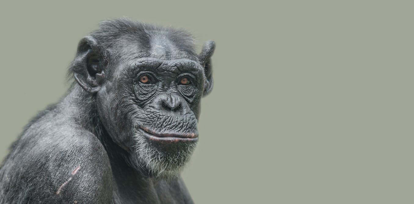 Bonobos en chimpansees Wat onze naaste verwanten ons vertellen over