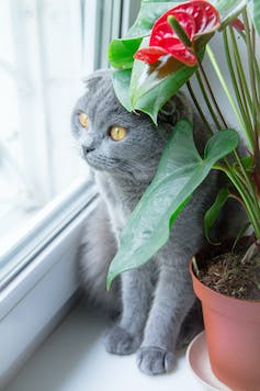 Grijze kat op vensterbank naast rode potplant