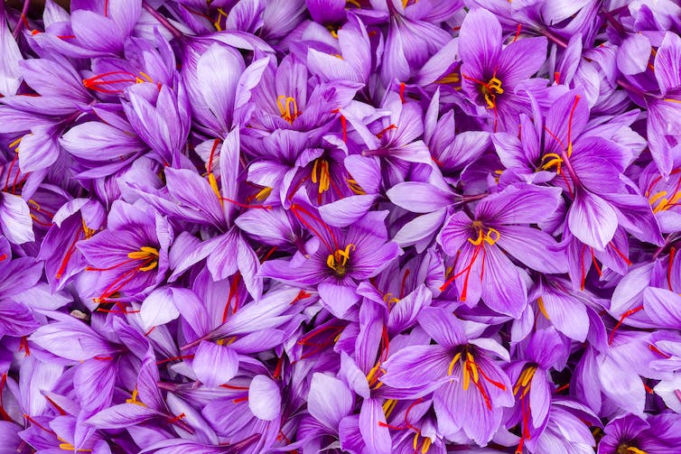 Violette bloemblaadjes van saffraanbloesem van dichtbij bekeken.