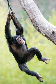 Jonge chimpansee zwaait in boom