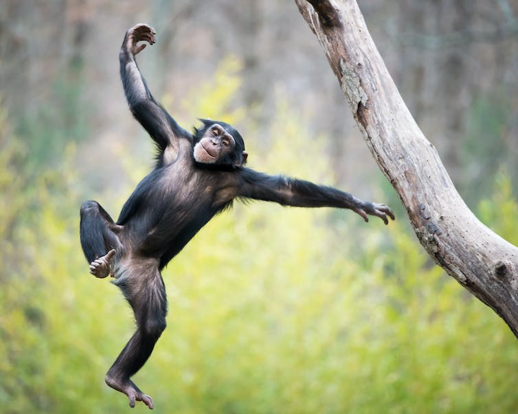 Jonge chimpansee zwaait en springt uit een boom